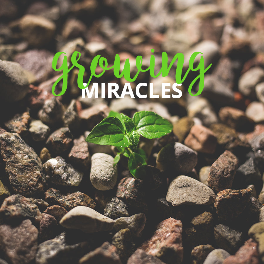 Growing Miracles [MP3 Digital Download]